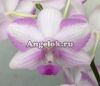 фото Фаленопсис Моцарт (Dtps. Chiada Alice × Фаленопсис Phalaenopsis bellina ) от магазина магазина орхидей Ангелок