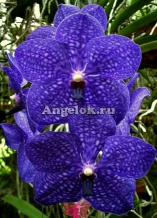 фото Ванда детка (V.Patchara Delight) Тайвань от магазина магазина орхидей Ангелок