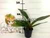 Пафиопедилум (Paph.Incharm Circle'L × Enzan Winston's Vale) Тайвань