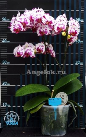 фото Фаленопсис (P.OX Madonna) Тайвань от магазина магазина орхидей Ангелок
