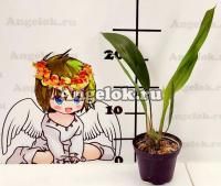 фото Стангопея (Stanhopea dodsoniana) от магазина магазина орхидей Ангелок
