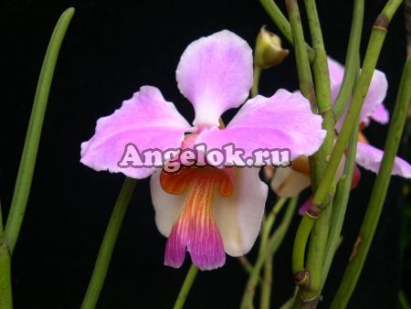 фото Ванда терес (Papilionanthe teres) от магазина магазина орхидей Ангелок