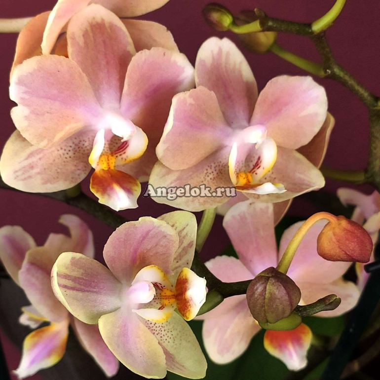 Фаленопсис Парфюмерная фабрика (Phalaenopsis Scention) — купить в  интернет-магазине Ангелок