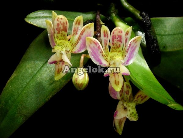 фото Фаленопсис Финли (Phalaenopsis finleyi) от магазина магазина орхидей Ангелок