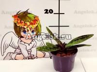 фото Пафиопедилум Мауди (Paphiopedilum maudiae Vinicolor) от магазина магазина орхидей Ангелок