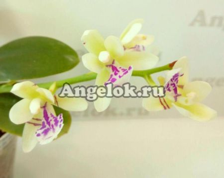 фото Седирея японская (Sedirea japonica) от магазина магазина орхидей Ангелок