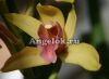 фото Цимбидиум (Cymbidium) c-07 от магазина магазина орхидей Ангелок