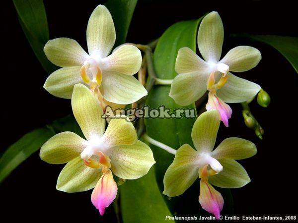 фото Фаленопсис Javalin (Phalaenopsis lindenii x javanica) от магазина магазина орхидей Ангелок