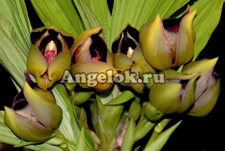 фото Ангулоа (Anguloa ruckeri) от магазина магазина орхидей Ангелок
