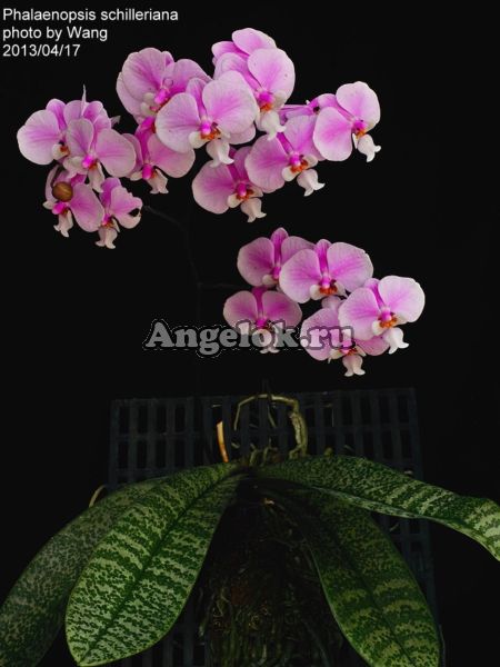 фото Фаленопсис Шиллера фласка (Phalaenopsis Schilleriana 'Pink Butterfly' AM/AOS) Тайвань от магазина магазина орхидей Ангелок