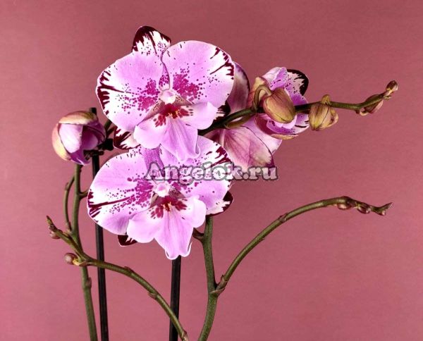 фото Фаленопсис Биг Лип Наоми (Phalaenopsis Naomi) от магазина магазина орхидей Ангелок
