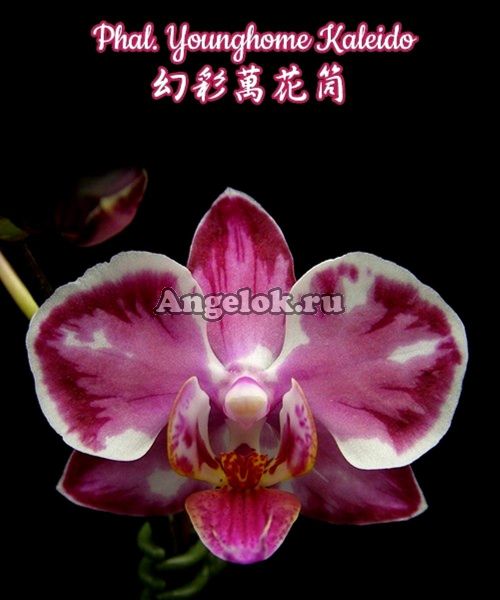фото Фаленопсис детка (Phalaenopsis Younghome Kaleido) Тайвань от магазина магазина орхидей Ангелок