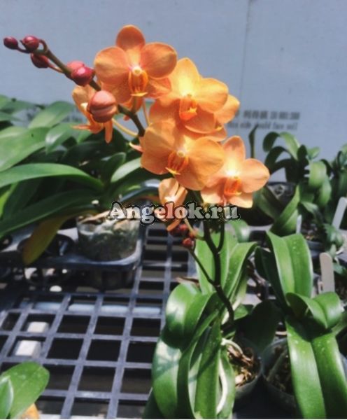 фото Асконопсис Ирене Добкин (Asconopsis Irene Dobkin 'Elmhurst') от магазина магазина орхидей Ангелок