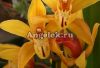 фото Цимбидиум (Cymbidium) c-08 от магазина магазина орхидей Ангелок