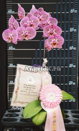 фото Фаленопсис (P. OX Black Tea) Тайвань от магазина магазина орхидей Ангелок