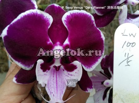 фото Фаленопсис Биг Лип (P. Sexy Venus Dark Flannel) Тайвань от магазина магазина орхидей Ангелок