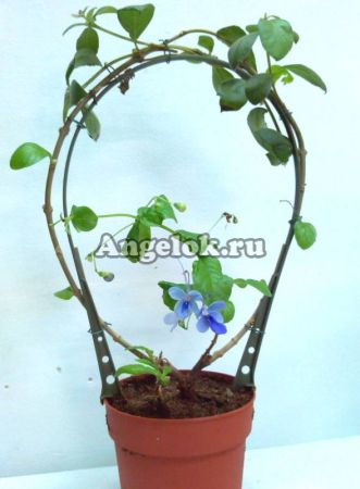 фото Клеродендрум угандийский (Clerodendrum ugandense) от магазина магазина орхидей Ангелок