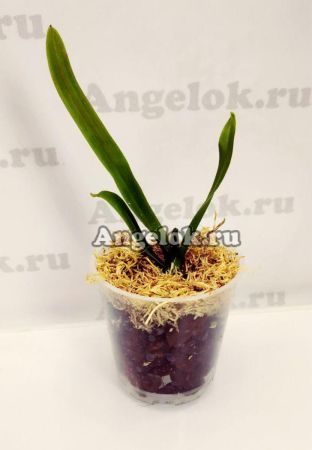 фото Эсмеральда (Esmeralda cathcartii) детка от магазина магазина орхидей Ангелок