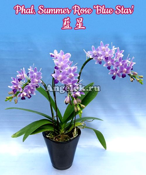 фото Фаленопсис (Phalaenopsis Summer Rose 'Blue Star') Тайвань от магазина магазина орхидей Ангелок