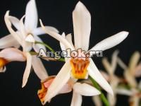 фото Целогина (Coelogyne viscosa) Тайвань от магазина магазина орхидей Ангелок