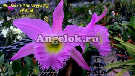 фото Каттлея (Bc.Duh's White 'Peppa Pig') Тайвань от магазина магазина орхидей Ангелок