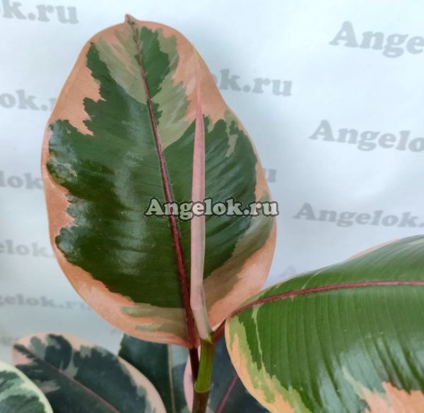 фото Фикус Эластика вариегатный (Ficus elastica Belize) от магазина магазина орхидей Ангелок