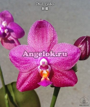 фото Фаленопсис Эмбер (Phalaenopsis Ember) Тайвань от магазина магазина орхидей Ангелок