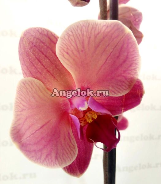 фото Фаленопсис (Phalaenopsis Narbonne) от магазина магазина орхидей Ангелок