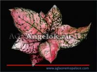 Аглаонема (Aglaonema Valentine)
