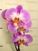 фото Фаленопсис (Phalaenopsis ) ph-13 от магазина магазина орхидей Ангелок
