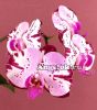 фото Фаленопсис Магик Арт (Phalaenopsis Magic Art) от магазина магазина орхидей Ангелок