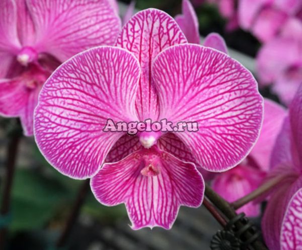 фото Фаленопсис (Dtps.Miki Angel) Тайвань от магазина магазина орхидей Ангелок