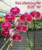 фото Фаленопсис (Phalaenopsis Miki Galaxy '69') Тайвань от магазина магазина орхидей Ангелок