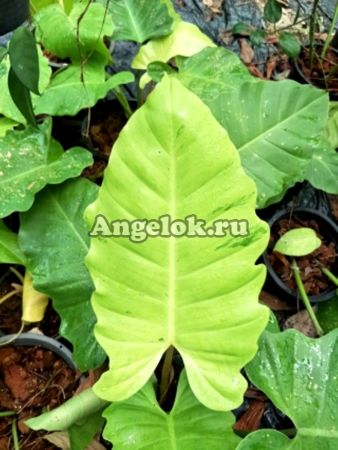 фото Филодендрон (Philodendron Lospot yellow) от магазина магазина орхидей Ангелок