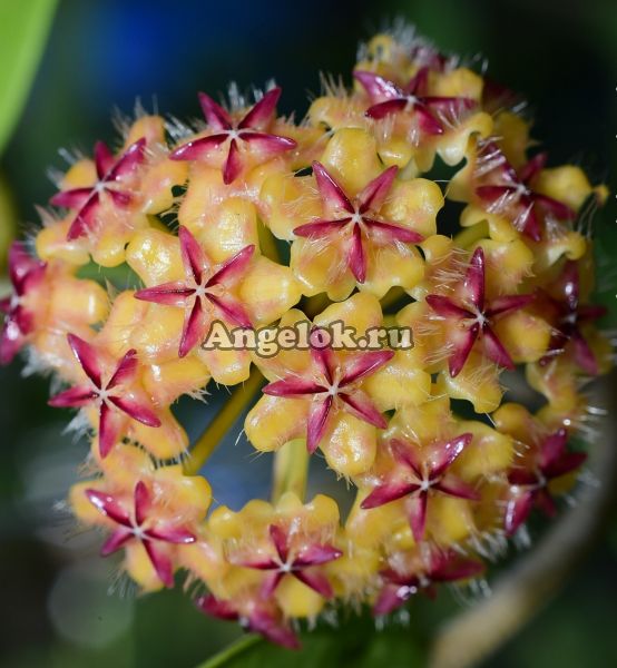фото Хойя Миндоренсис (Hoya mindorensis 'Red Star') черенок от магазина магазина орхидей Ангелок