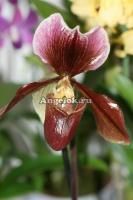 фото Пафиопедилум Король Артур (Paphiopedilum King Arthur) от магазина магазина орхидей Ангелок
