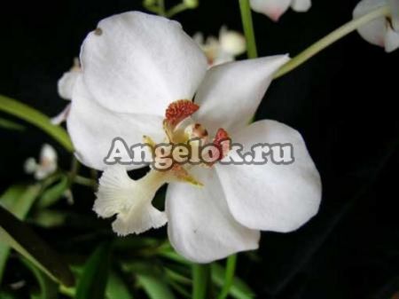 фото Ванда Хавьера (Vanda javierae) детка от магазина магазина орхидей Ангелок