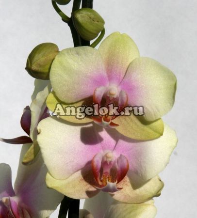 Фаленопсис (Phalaenopsis ) ph-62