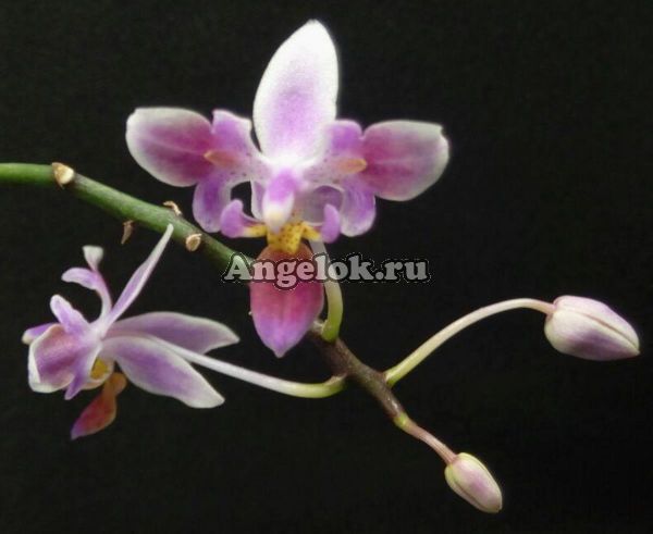 фото Фаленопсис эквестрис пелорик (Phalaenopsis equestris (peloric - 3 lips)) Тайвань от магазина магазина орхидей Ангелок