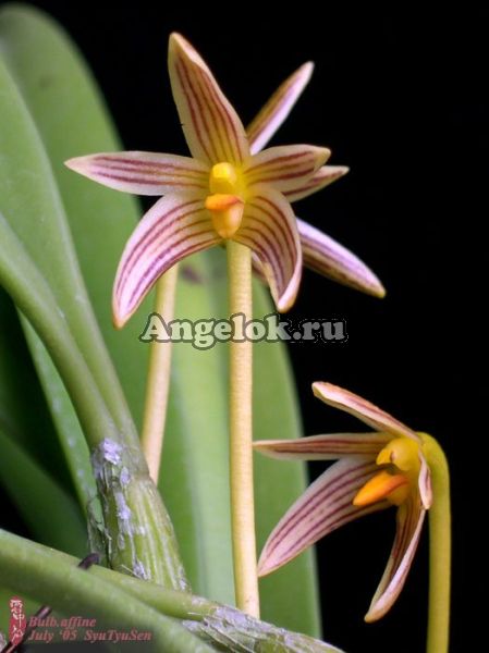 фото Бульбофиллум (Bulb. affine) Тайвань от магазина магазина орхидей Ангелок