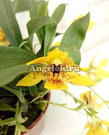 фото Променея (Promenaea Meadow Gold) от магазина магазина орхидей Ангелок