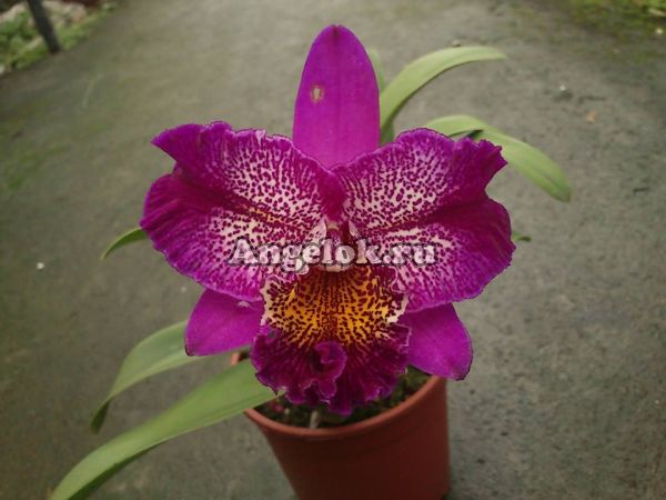 фото Каттлея (Mel. Ching Sun Bright Star) Тайвань от магазина магазина орхидей Ангелок