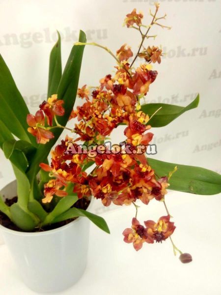 фото Онцидиум (Oncidium Tiny twinkle Cinnamon) от магазина магазина орхидей Ангелок