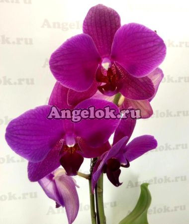 Фаленопсис Вивальди (Phalaenopsis Vivaldi)