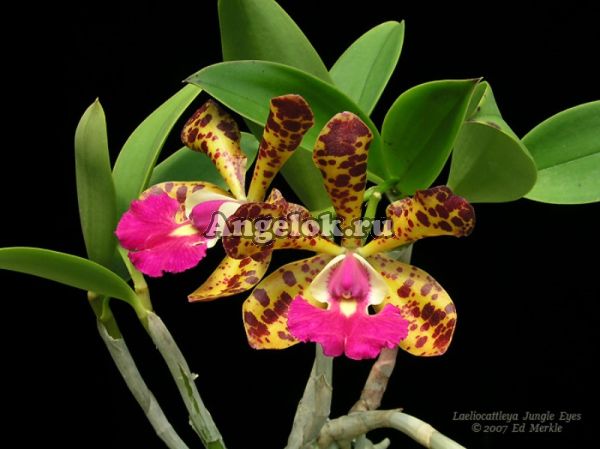 фото Каттлея (Lc.Jungle Eyes) Тайвань от магазина магазина орхидей Ангелок