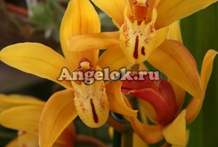 фото Цимбидиум (Cymbidium) c-08 от магазина магазина орхидей Ангелок