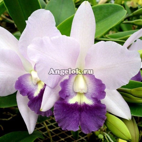 фото Каттлея (LC.Final Blue') от магазина магазина орхидей Ангелок