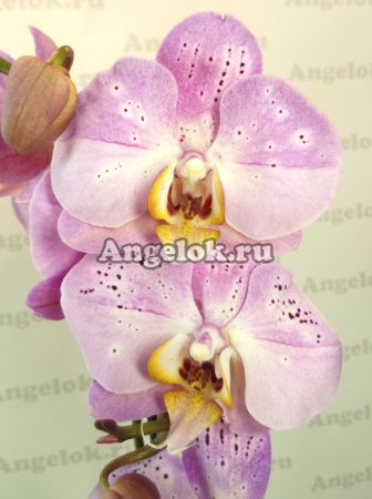 фото Фаленопсис (Phalaenopsis ) ph-103 от магазина магазина орхидей Ангелок