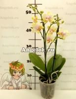 Фаленопсис Сияющая Девушка (Phalaenopsis Shiny Girl)