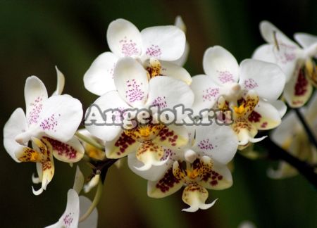 фото Фаленопсис Стюарта детка (Phalaenopsis stuartiana 'Sogo') Тайвань от магазина магазина орхидей Ангелок